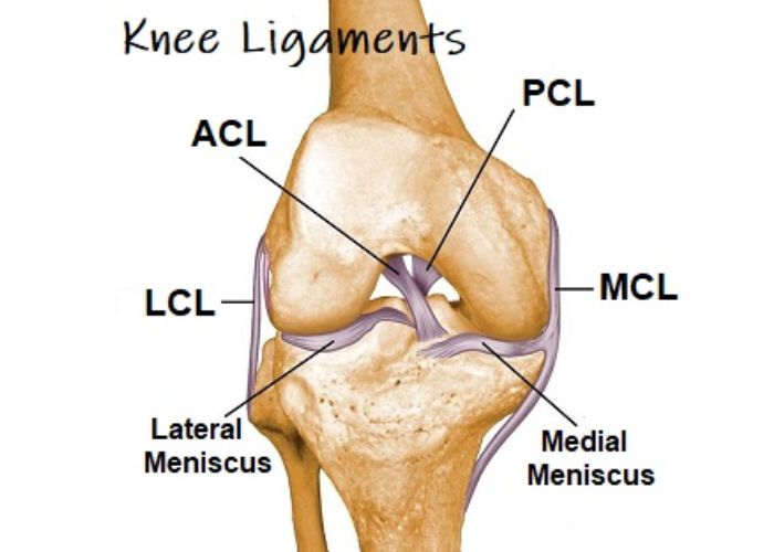 Knee Ligaments Anatomy