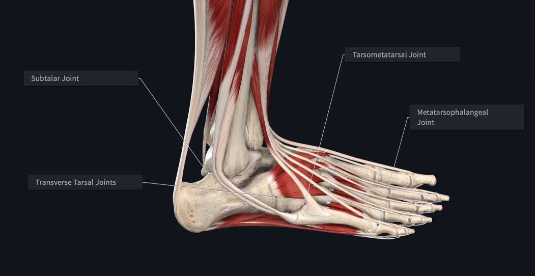 how many bones joints and muscles does a human foot have